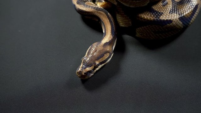 Video of royal ball python on black dark background