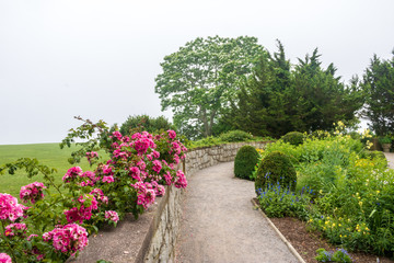 Pink climbing rose grows on a wall surrounding a path through a formal garden on a foggy day