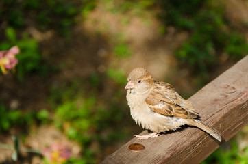 Sparrow, bird on the fence, with copy space