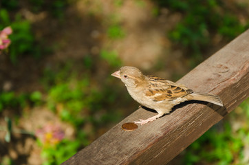 Sparrow, bird on the fence, with copy space