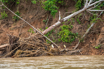 Fauna of Madidi National park, Amazon river bassin, Bolivia