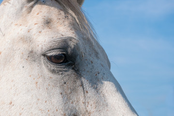 Portrait of a white horse with blue sky background. Close up shot of eye.
