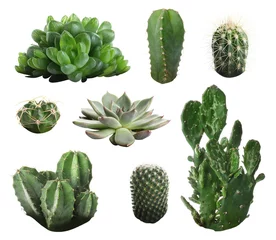 Foto auf Acrylglas Kaktus Schöner Kaktus auf weißem Hintergrund