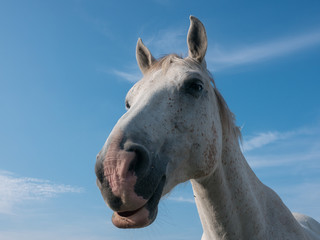 White horse portrait, close up wide angle against blue sky.