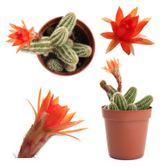 Beautiful cactus on white background