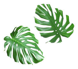 Set of green tropical leaves on white background