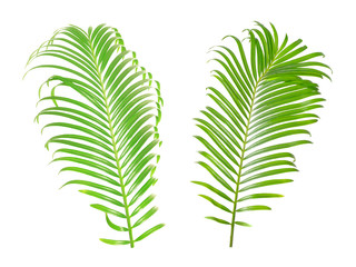 Set of green tropical leaves on white background