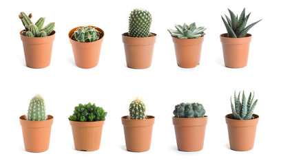 Beautiful cactus on white background