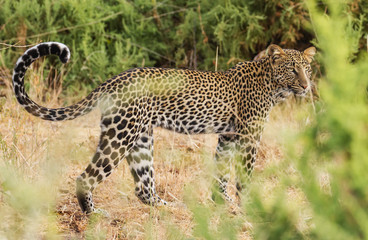 Leopard Panthera Pardus side full body face portrait eyes long whiskers tail curled up partially hidden by tall grass Samburu National Reserve Kenya East Africa vulnerable species