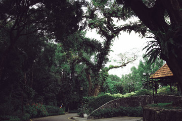 Ботанический сад Пердана, Растения, Куала-Лумпур, Kuala Lumpur, Green P