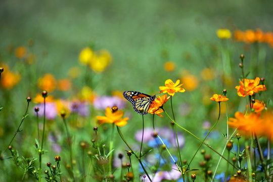 Butterfly In A Wildflower Field