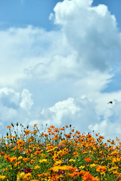 Wildflower Field Under Puffy Clouds
