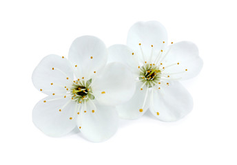 Fototapeta na wymiar Beautiful flowers of blooming spring tree on white background