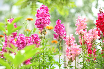 Obraz premium Beautiful spring flowers in garden on sunny day
