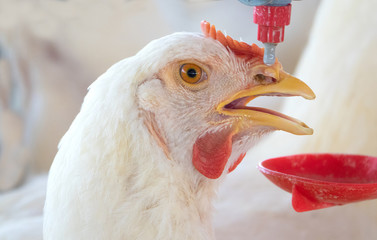 young pullet getting ready to drink water in a poultry house
