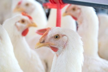 young pullet hen inside a poultry house