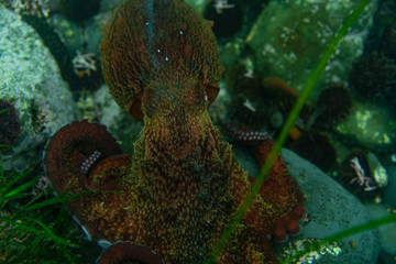 Diving and underwater photography, octopus under water in its natural habitat.