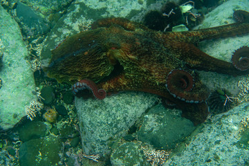 Naklejka na ściany i meble Diving and underwater photography, octopus under water in its natural habitat.