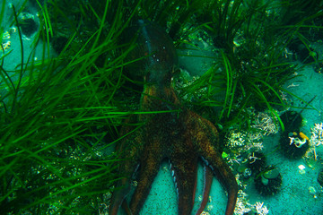 Diving and underwater photography, octopus under water in its natural habitat.