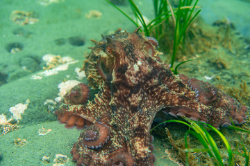 Diving and underwater photography, octopus under water in its natural habitat.