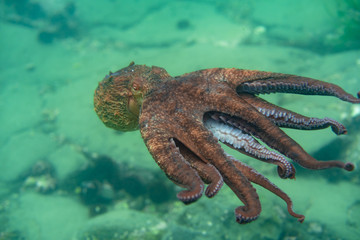 Fototapeta premium Diving and underwater photography, octopus under water in its natural habitat.