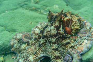 Diving and underwater photography, octopus under water in its natural habitat.