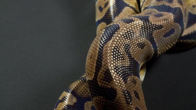 Video of ball python in black