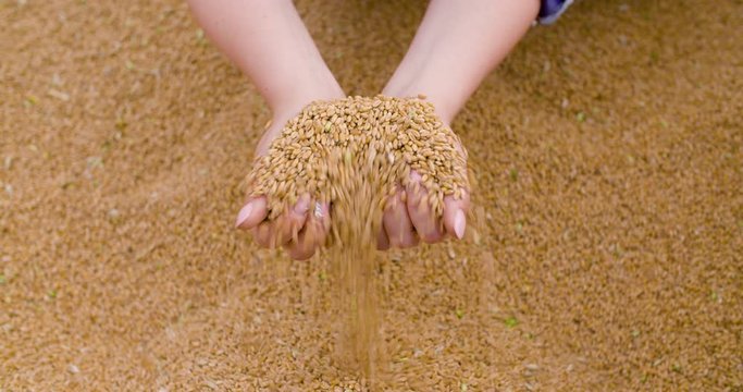 wheat grains in farmer hands agriculture