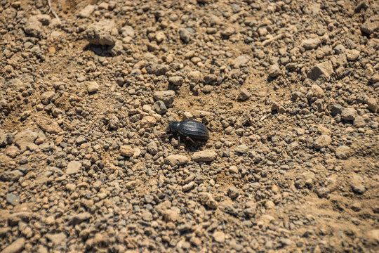 A Teide Pimelia beetle walking on the rough dry volcanic terrain in hot sunny say. National Park Teide, Tenerife, Spain