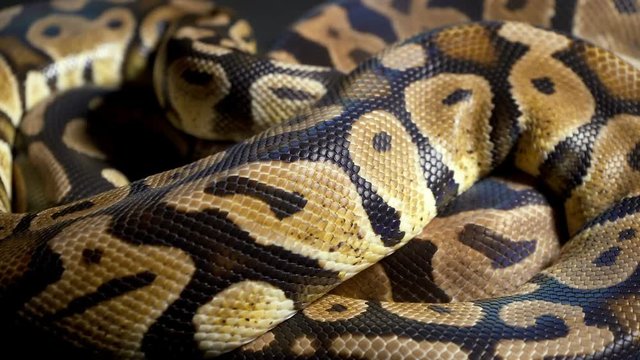Footage of ball royal python on dark texture