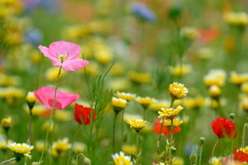 Obraz na płótnie Canvas Summer meadow edge to edge full of vibrant wildflowers