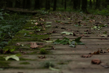 Leavs on a boardwalk through the swamp