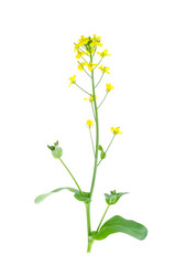 Fototapeta na wymiar Yellow flower on stem of garden cabbage.