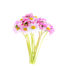 colorful Small bouquet of tender daisies. Photo