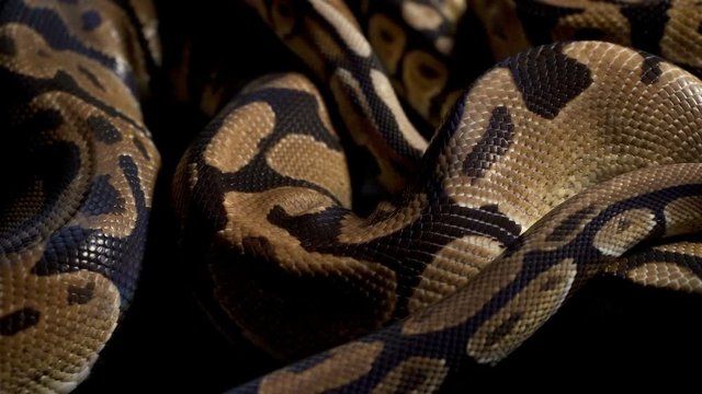 Footage of ball python on black material