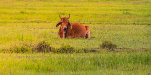 Naklejka na ściany i meble Cow on green grass fields