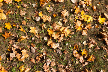 Yellow foliage, autumn