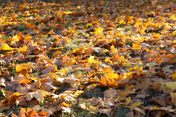 fallen leaves of a maple