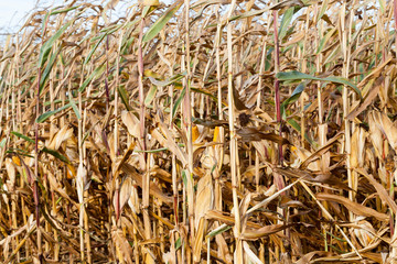 agricultural field with corn
