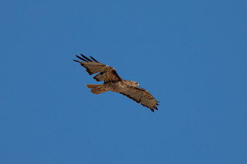 Very close view of a red-tailed hawk flying, seen in the wild in North California
