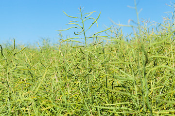 Naklejka premium field with cereals