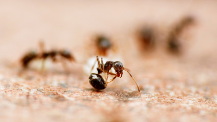 Black garden ants macro shot