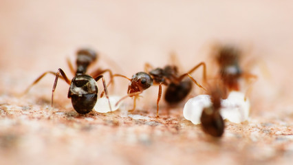 Black garden ants macro shot