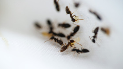 Black garden ants macro shot