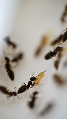 Black garden ants macro shot