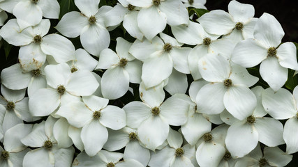 Fototapeta na wymiar Dogwood Blossoms closeup
