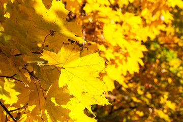 Yellow maple foliage