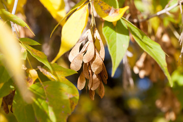 Yellow maple foliage