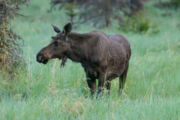 Bull moose standing in a grassy field