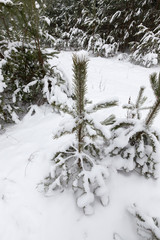 Snow drifts in winter